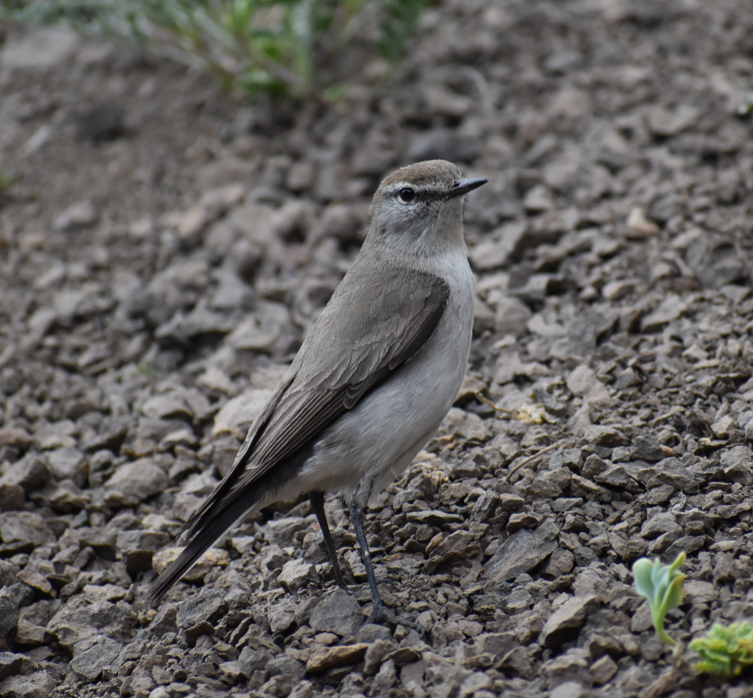 White-browed Ground-Tyrant - ML645983109