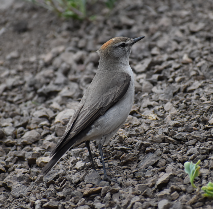 White-browed Ground-Tyrant - ML645983110