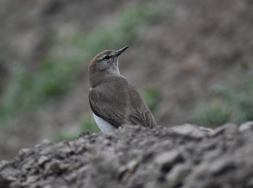 White-browed Ground-Tyrant - ML645983111
