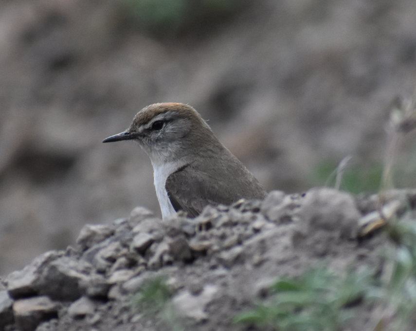 White-browed Ground-Tyrant - ML645983112