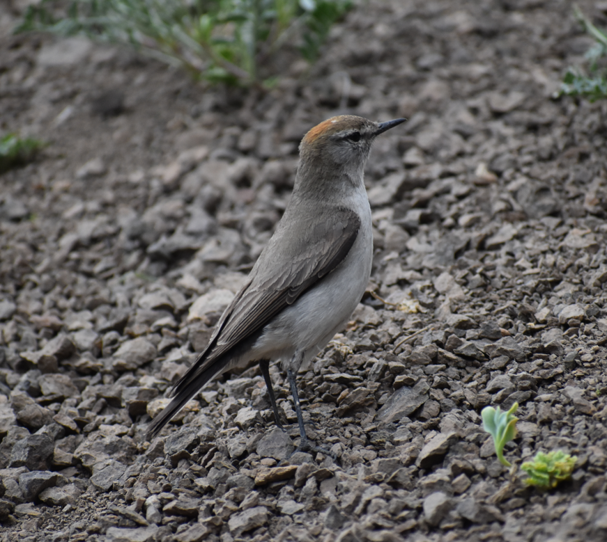 White-browed Ground-Tyrant - ML645983113