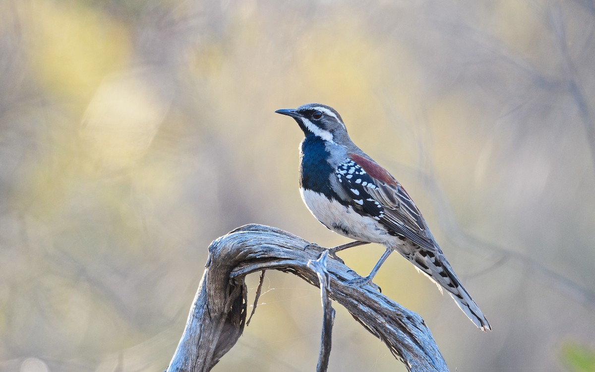 Chestnut Quail-thrush - ML645983114