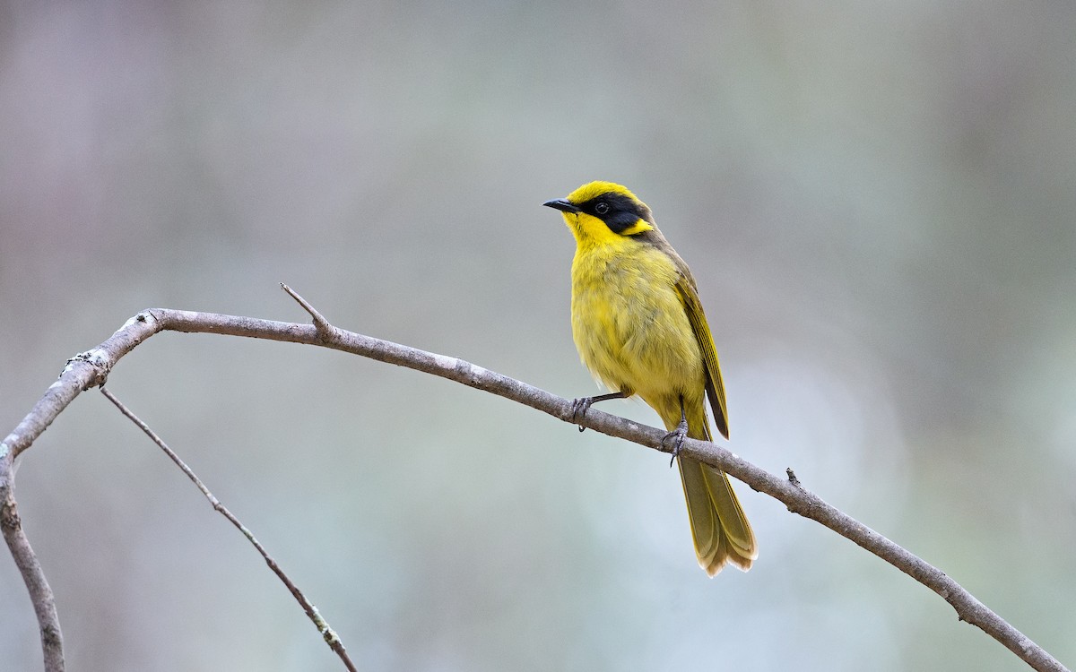 Yellow-tufted Honeyeater (Yellow-tufted) - ML645983115