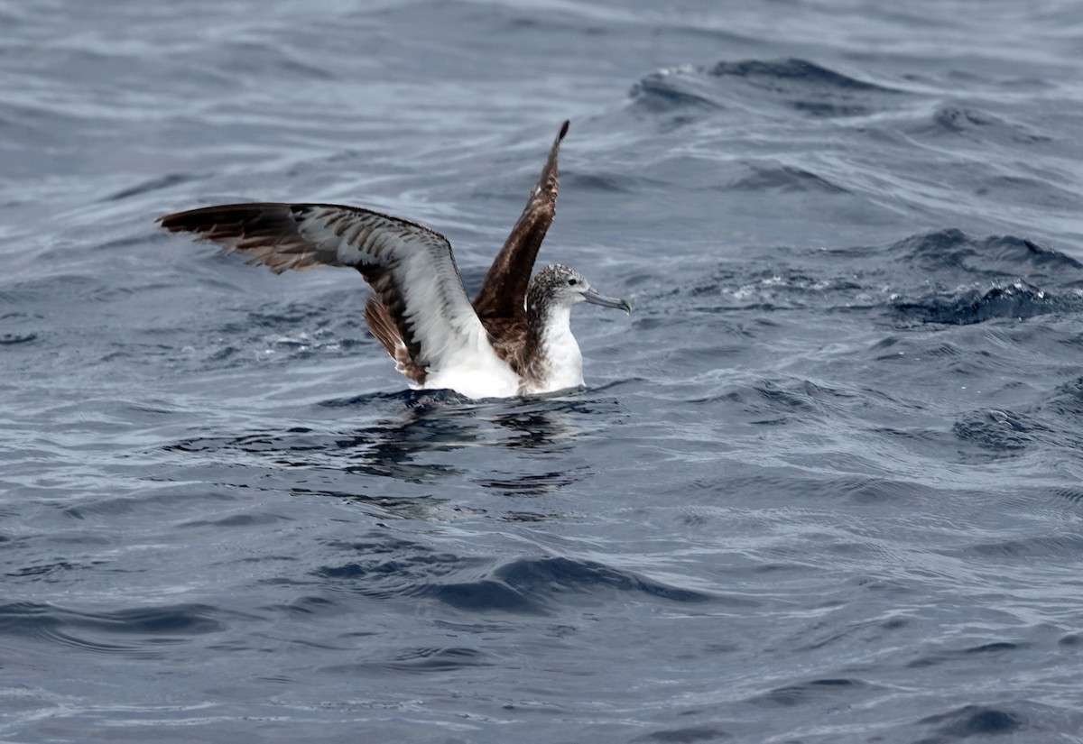 Streaked Shearwater - ML645983117