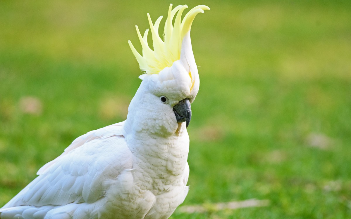 Sulphur-crested Cockatoo - ML645983118