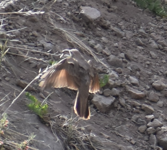 Scale-throated Earthcreeper - ML645983119