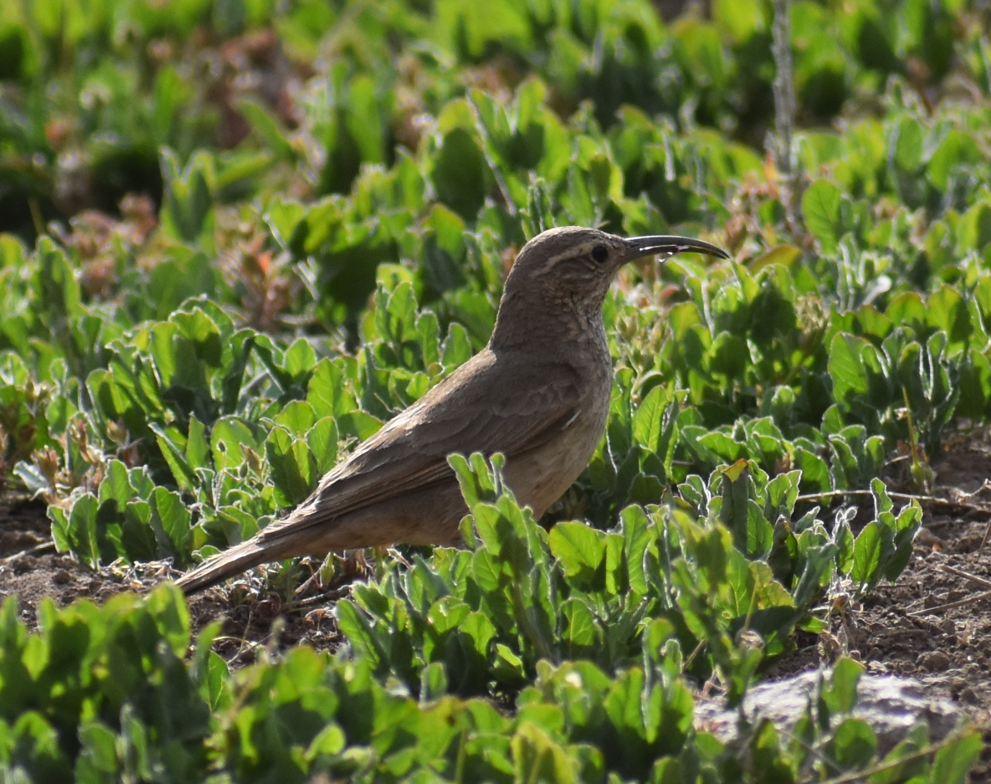 Scale-throated Earthcreeper - ML645983120