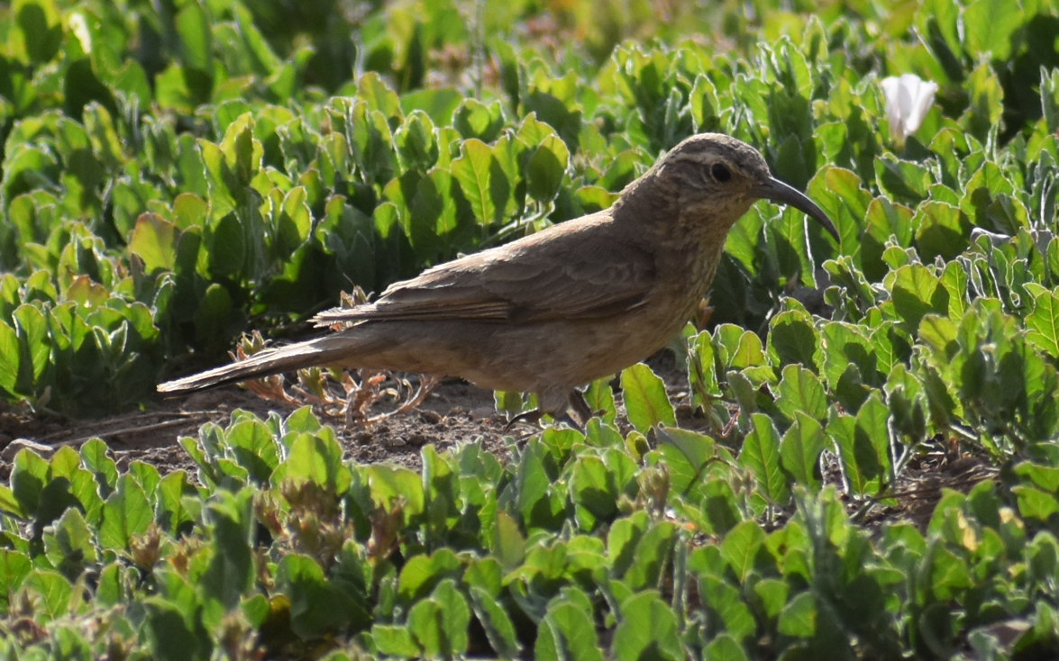 Scale-throated Earthcreeper - ML645983121