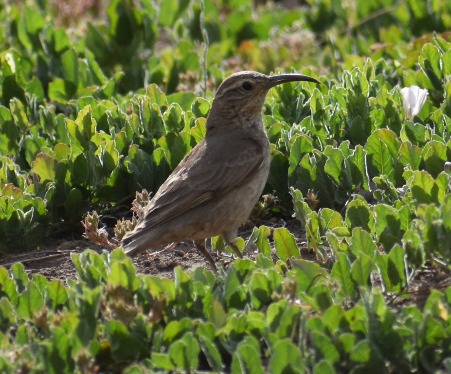 Scale-throated Earthcreeper - ML645983122