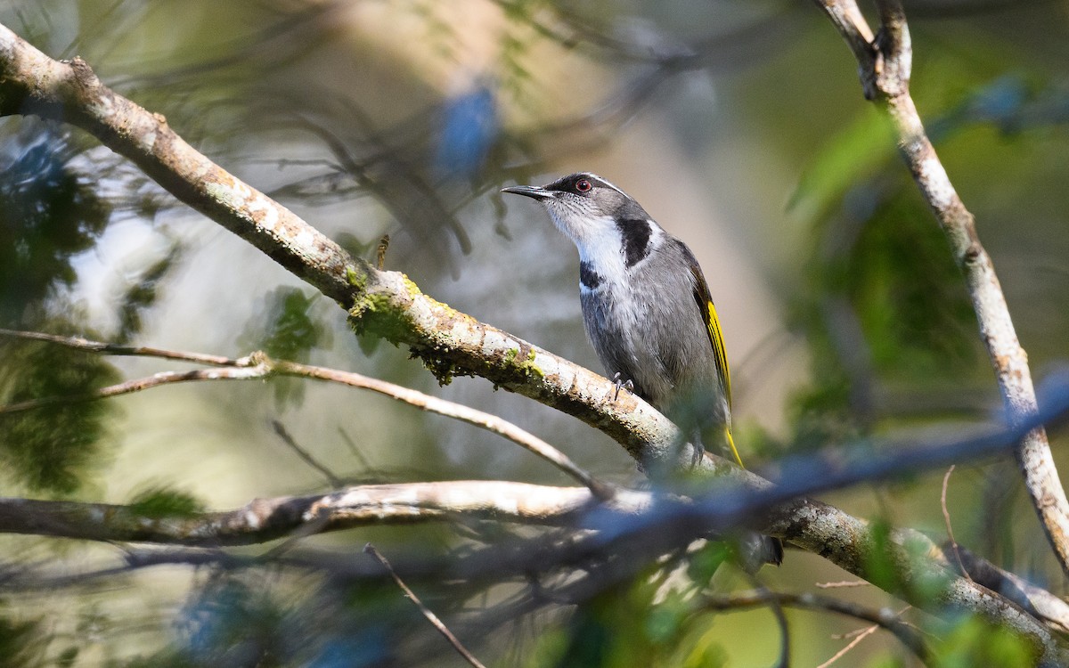 Crescent Honeyeater - ML645983129