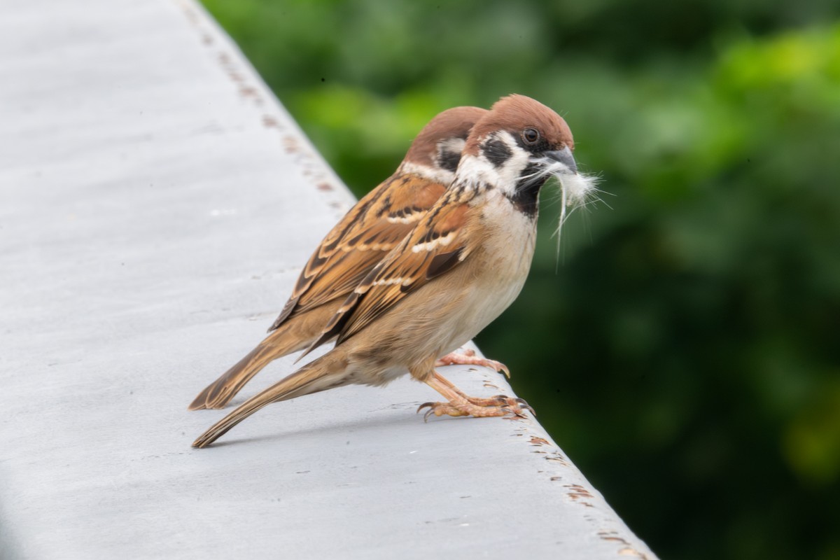 vrabec polní - ML645983130