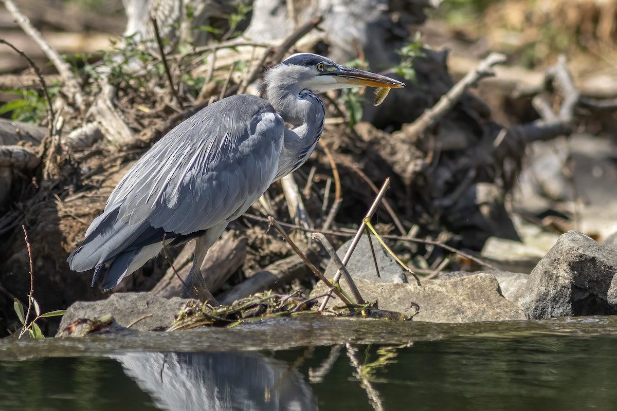 Gray Heron - ML645983133