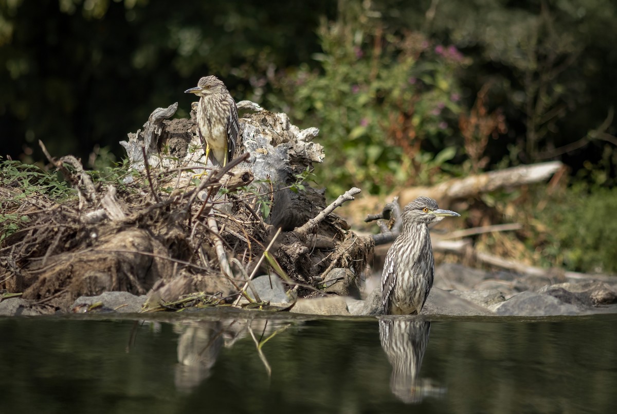 Black-crowned Night Heron - ML645983135