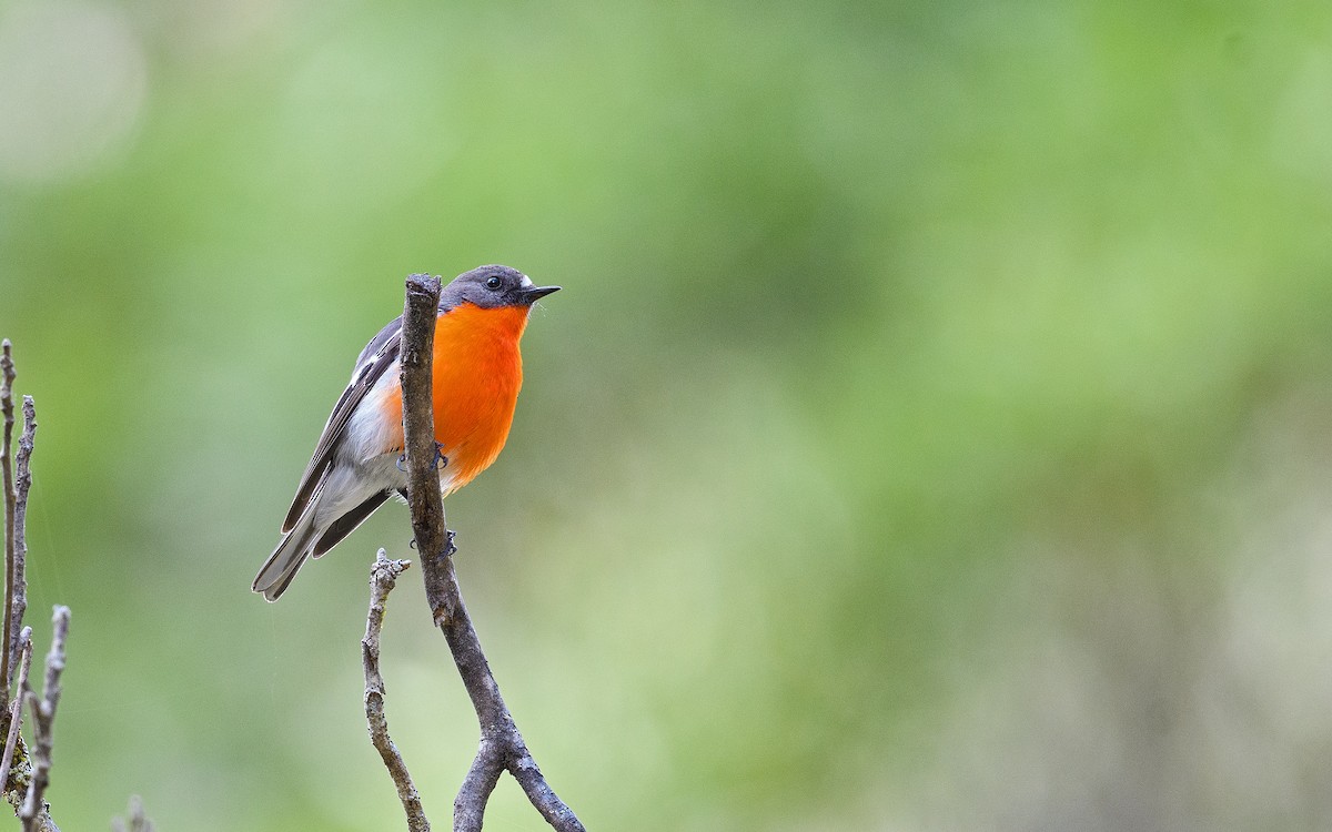 Огненногрудая петроика - ML645983144