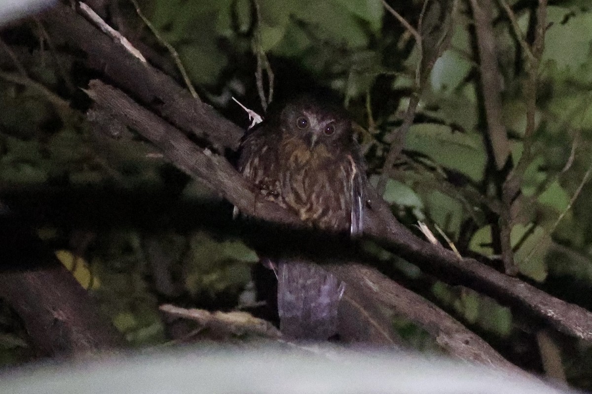 Morepork - ML645983145