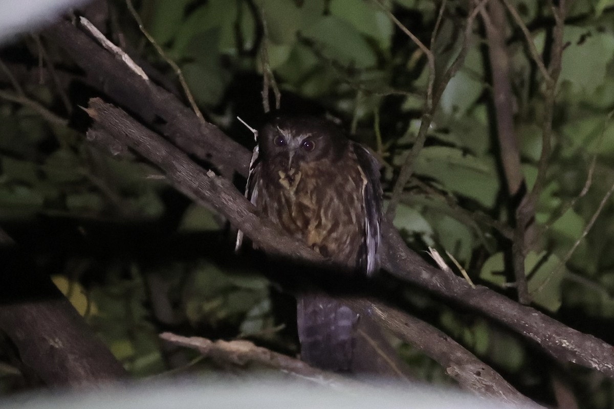 Morepork - ML645983146