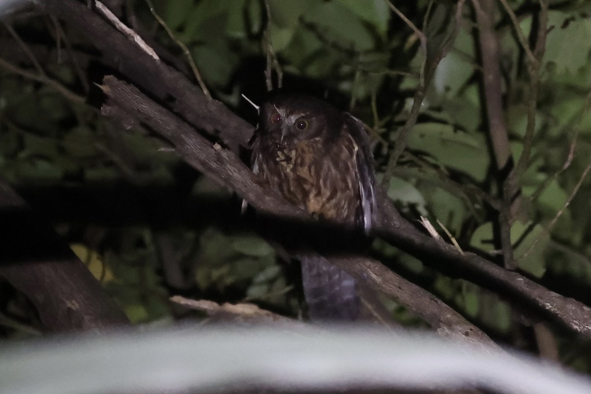 Morepork - ML645983147