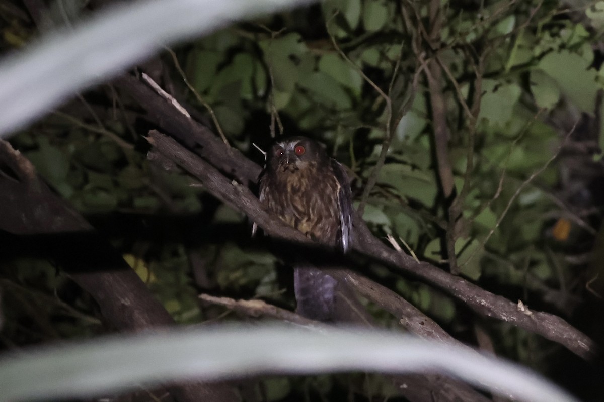 Morepork - ML645983148