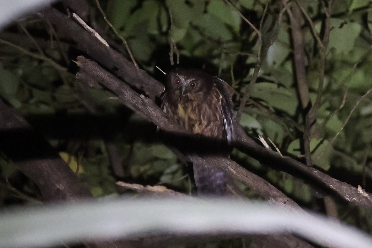Morepork - ML645983149