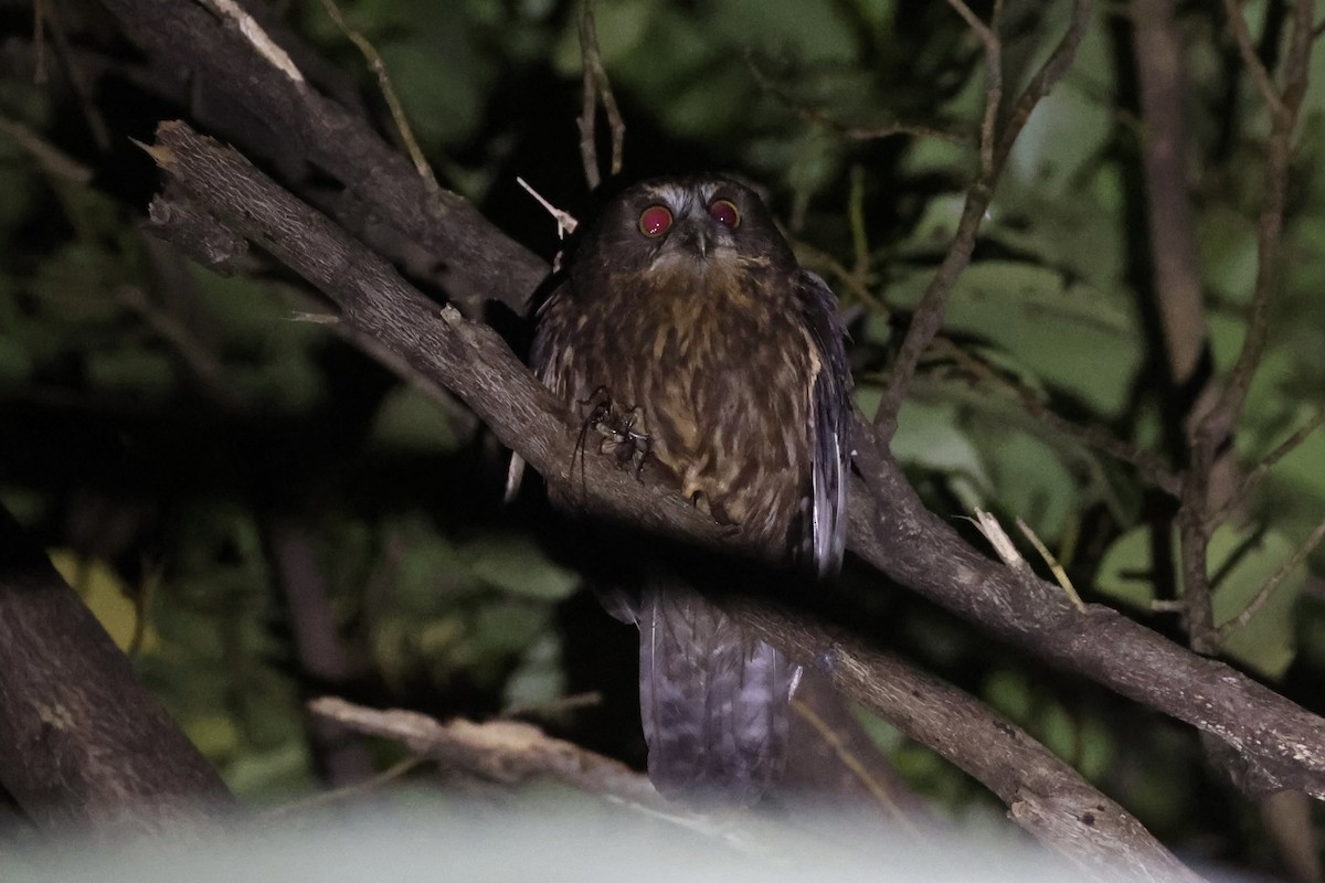 Morepork - ML645983150