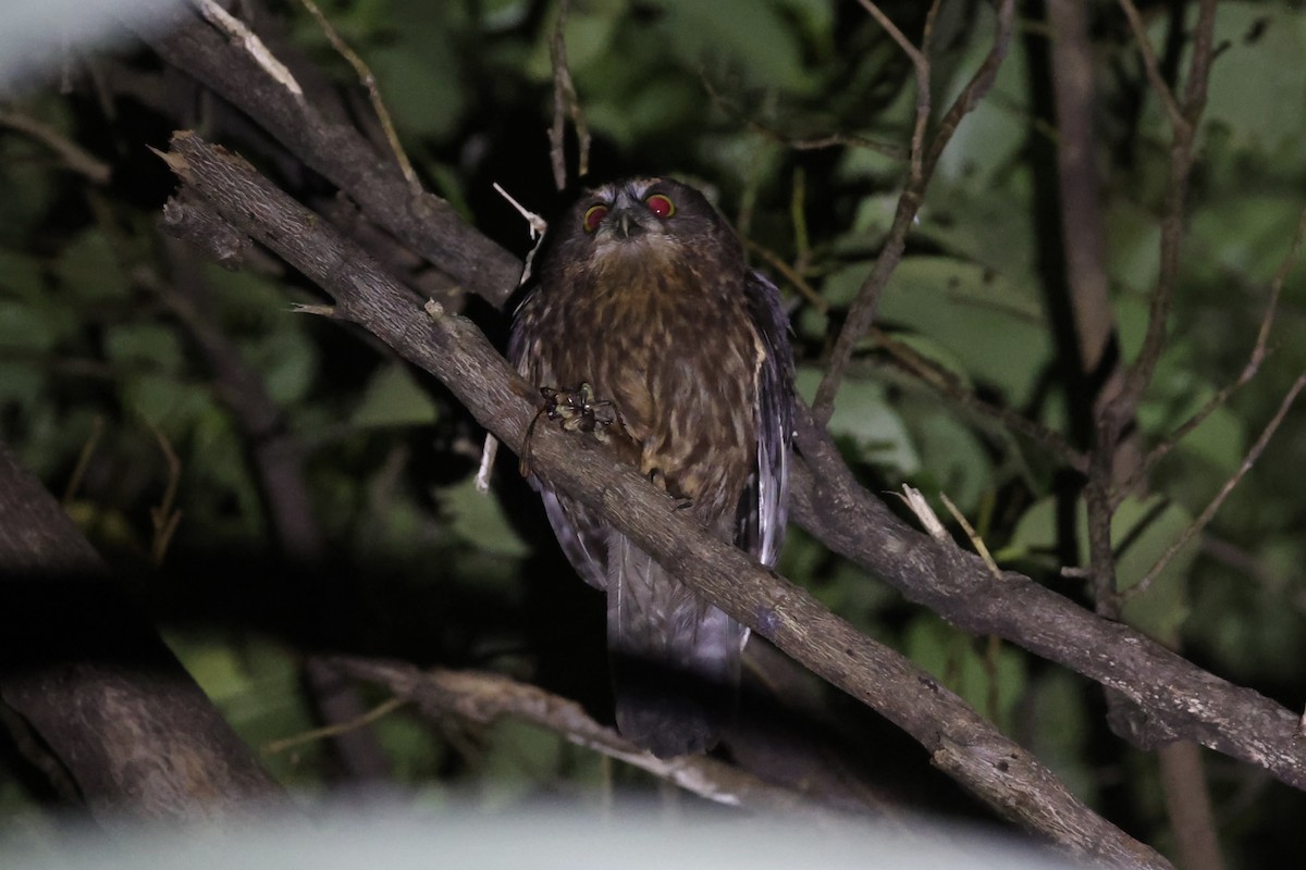Morepork - ML645983151