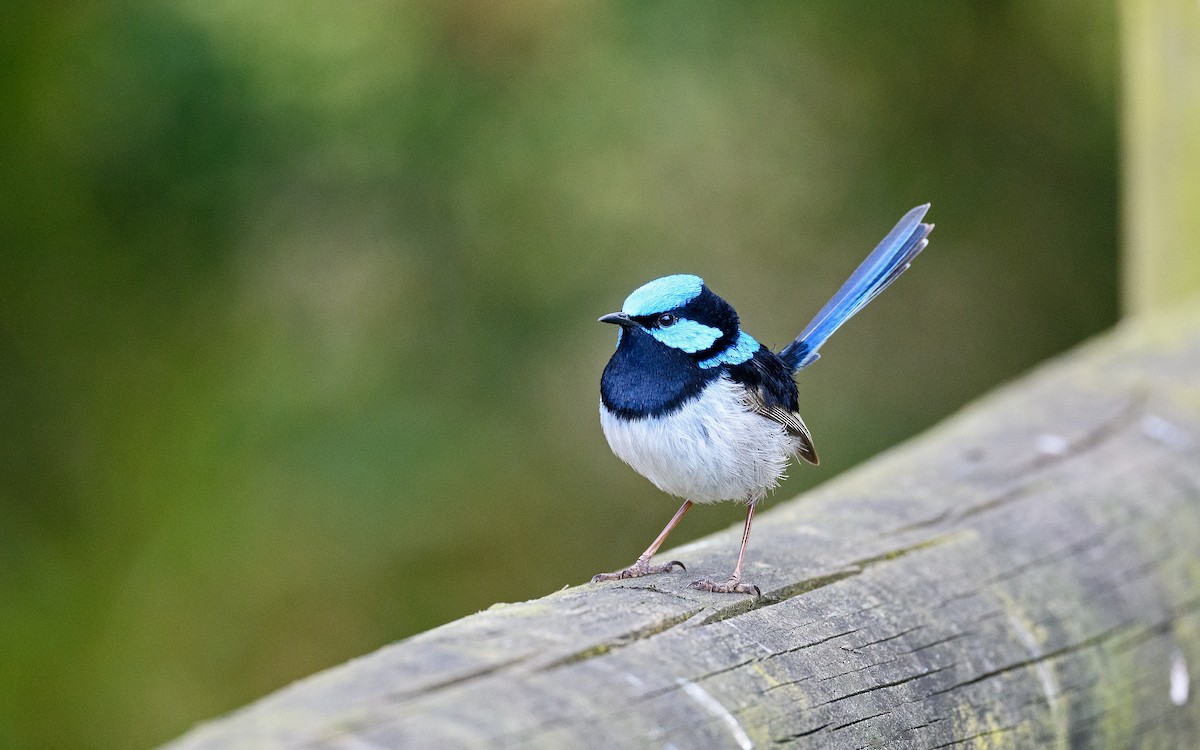 Superb Fairywren - ML645983152