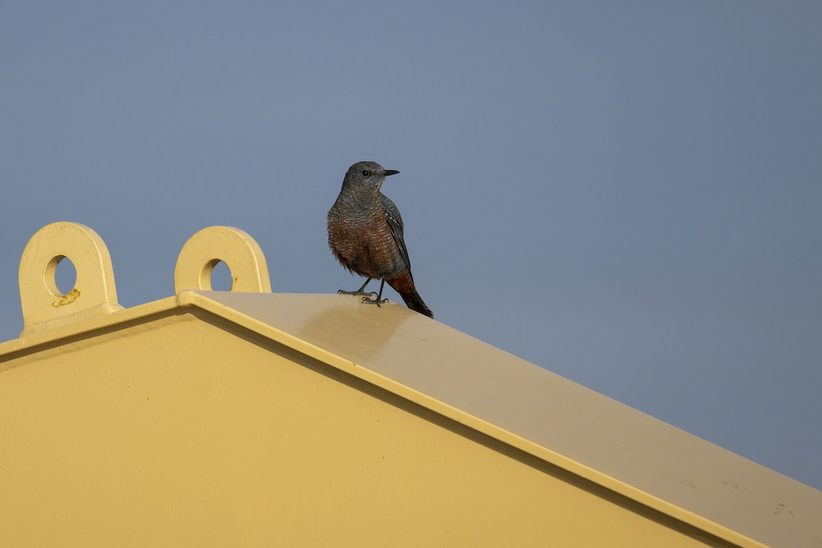 Скеляр синій - ML645983153