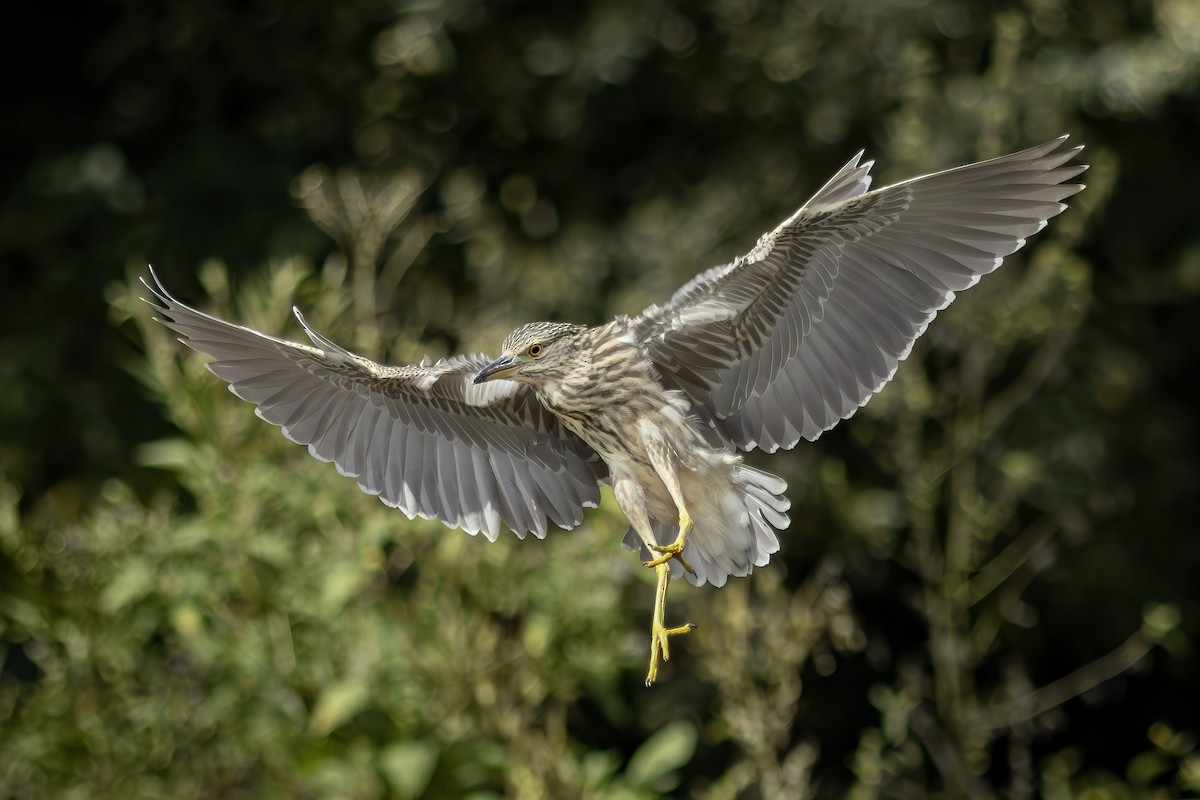 Black-crowned Night Heron - ML645983154