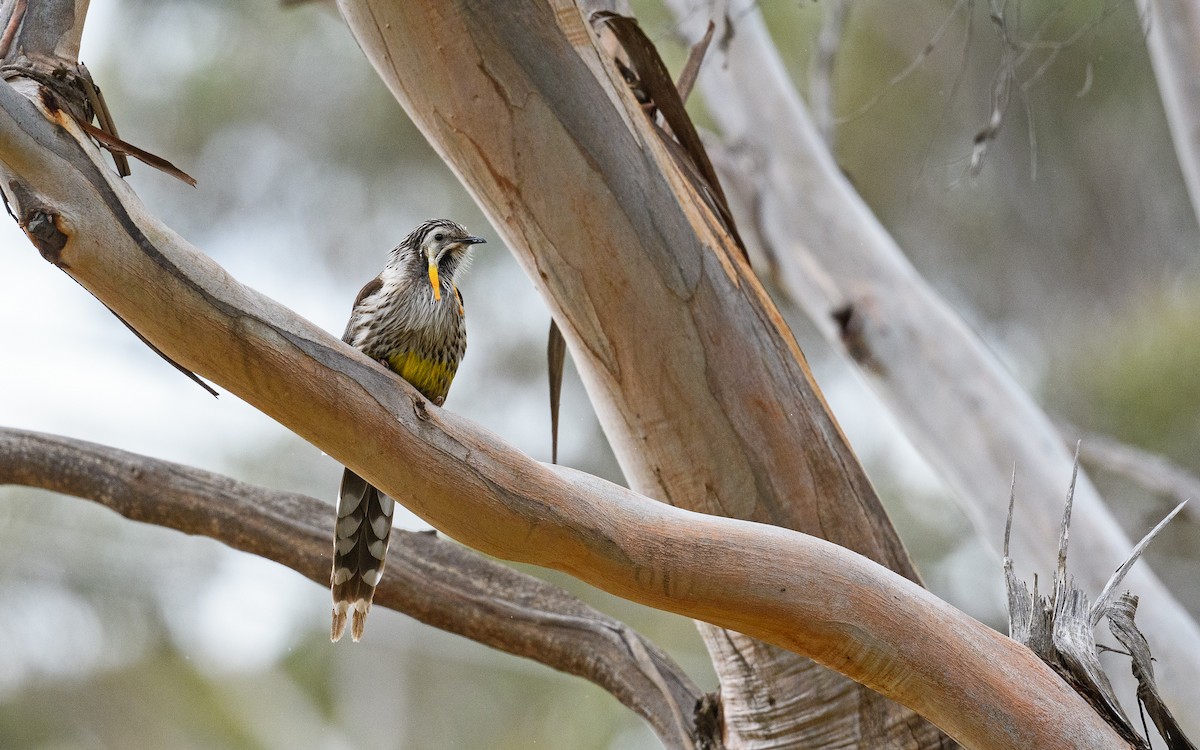 Yellow Wattlebird - ML645983155