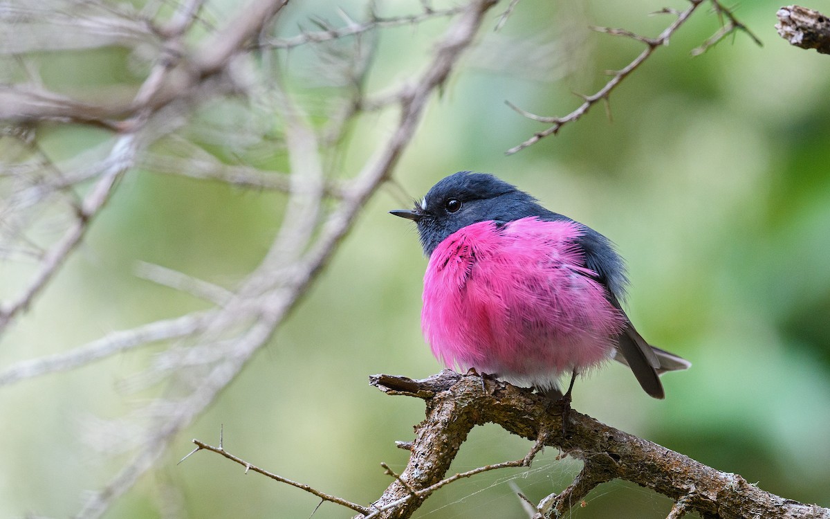 Pink Robin - ML645983163