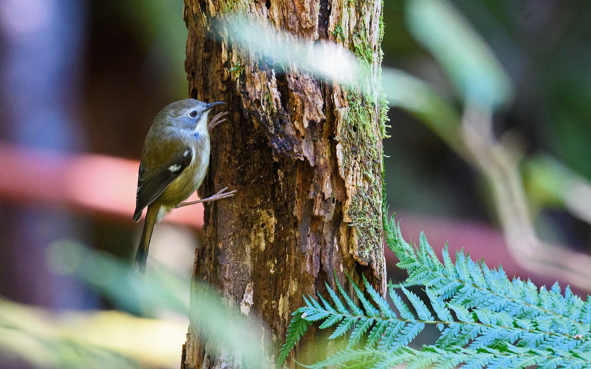 Scrubtit - ML645983169