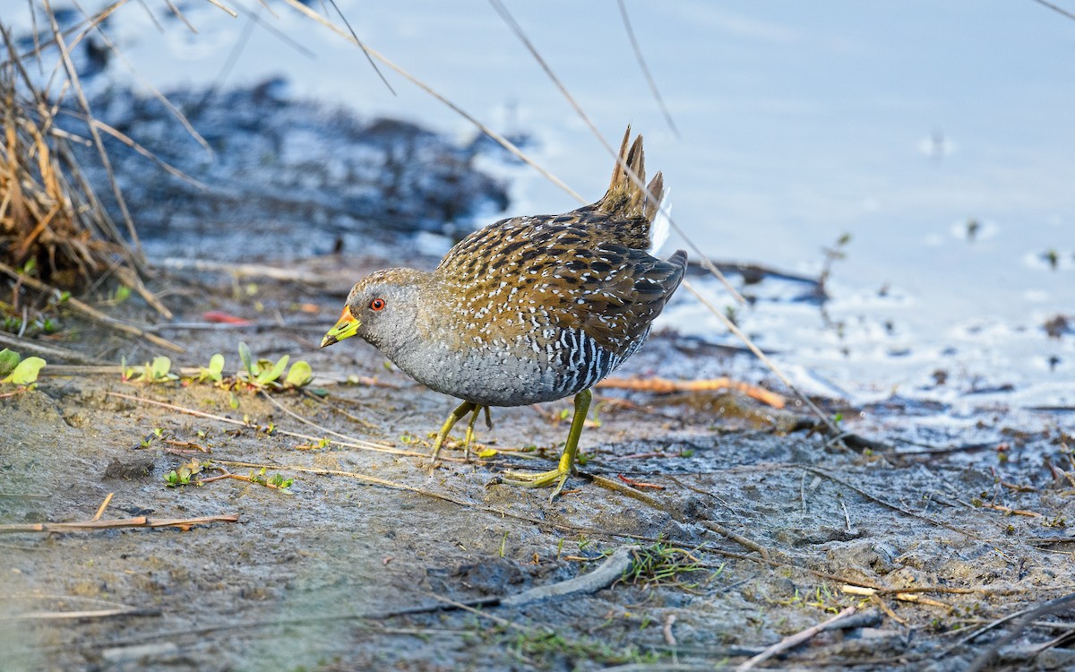 Australian Crake - ML645983180