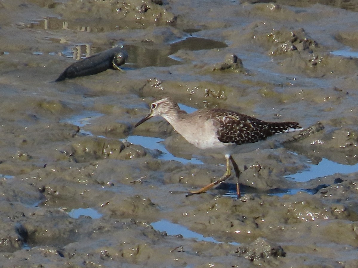 vodouš bahenní - ML645983182