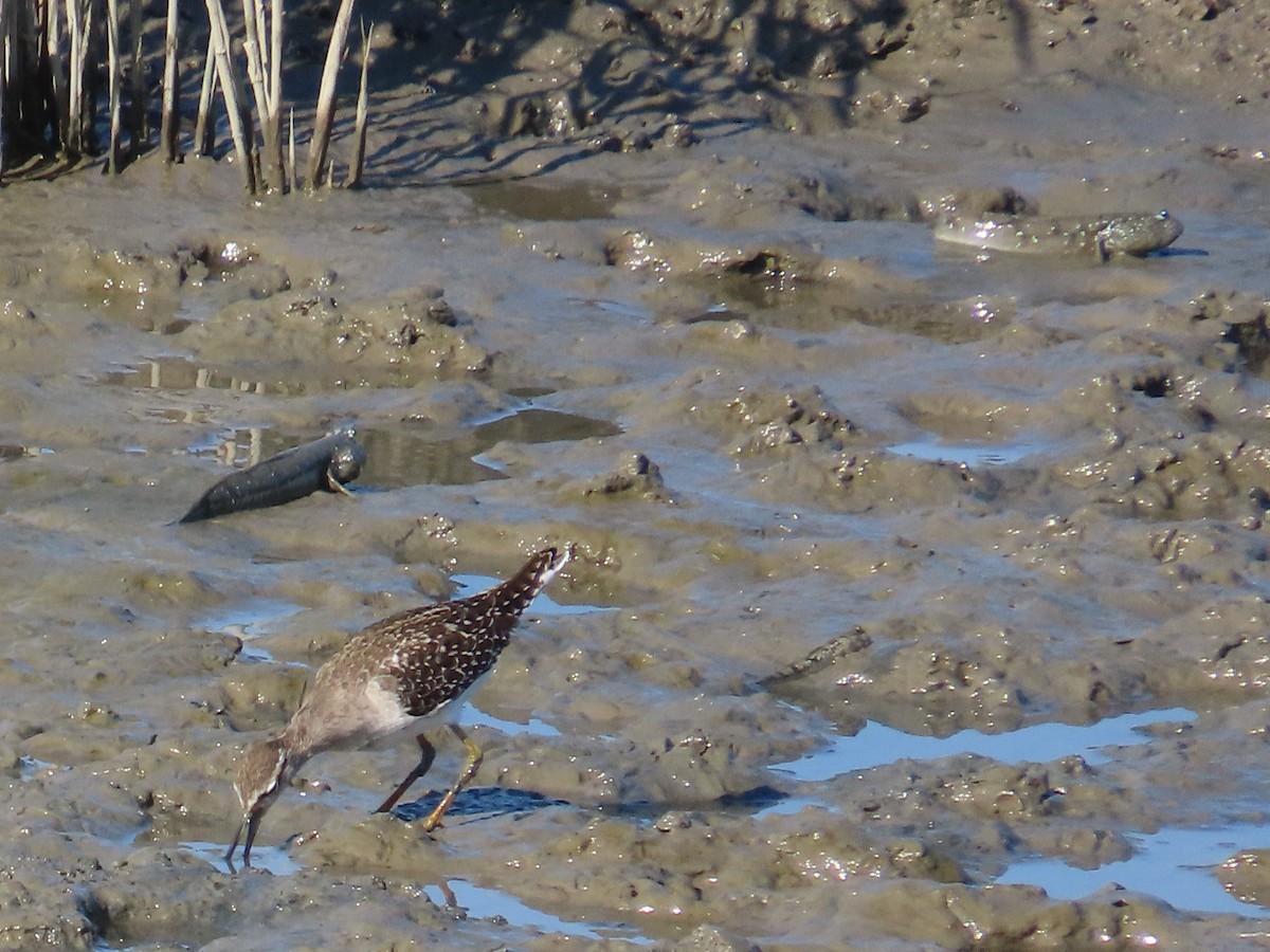 vodouš bahenní - ML645983183