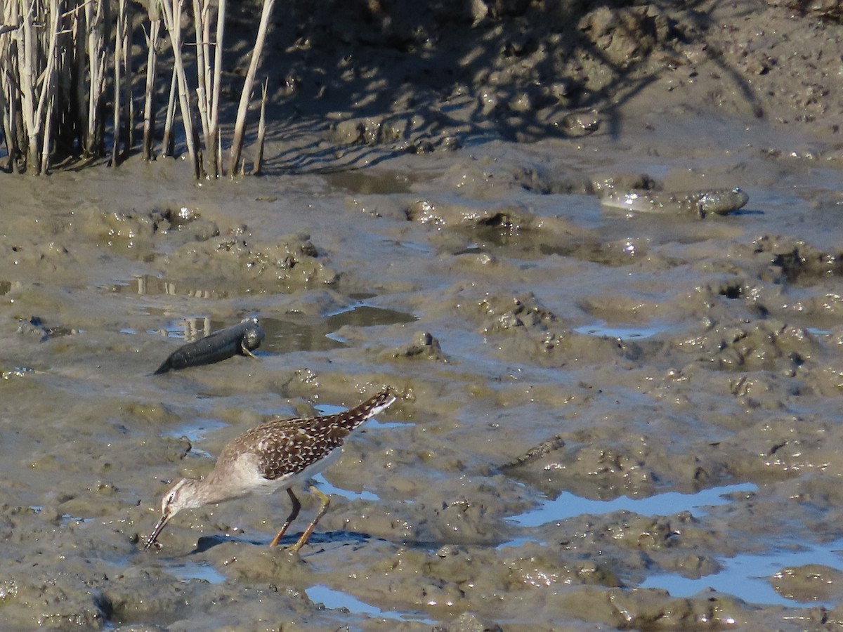 vodouš bahenní - ML645983184