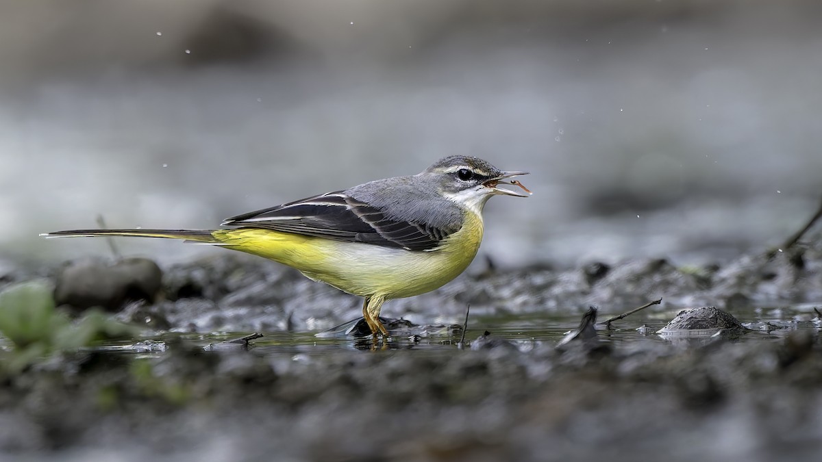 Gray Wagtail - ML645983198