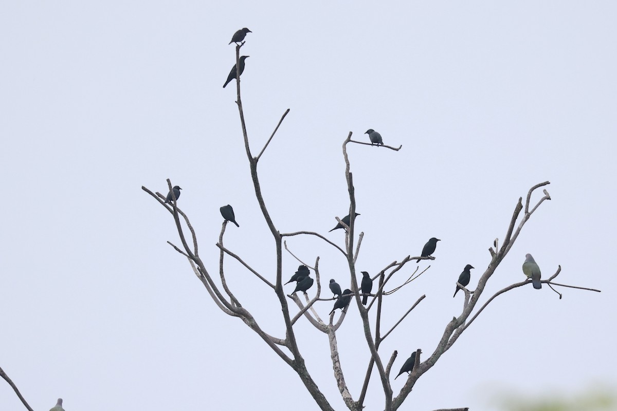 Asian Glossy Starling - ML645983203