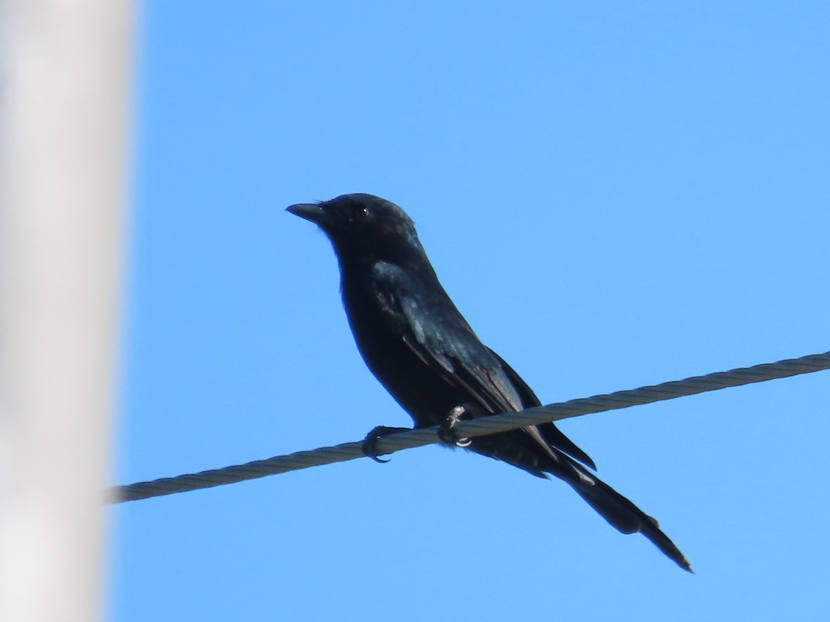Black Drongo - ML645983243