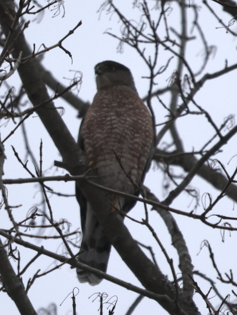 Gavilán de Cooper - ML645983262