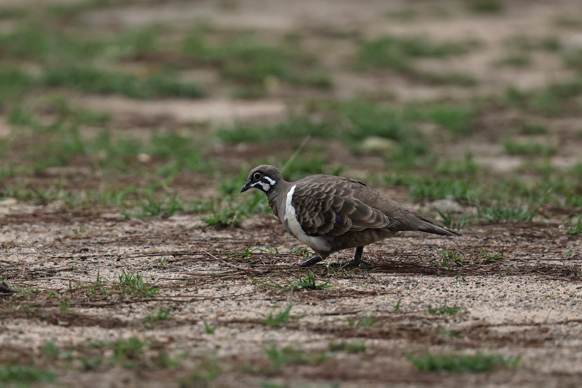 holub písmenkový - ML645983269