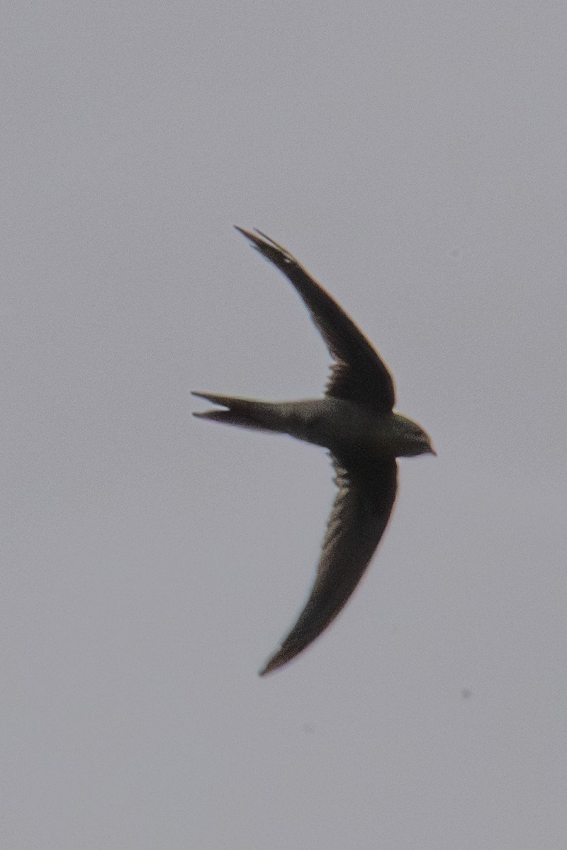 アジアヤシアマツバメ - ML645983273