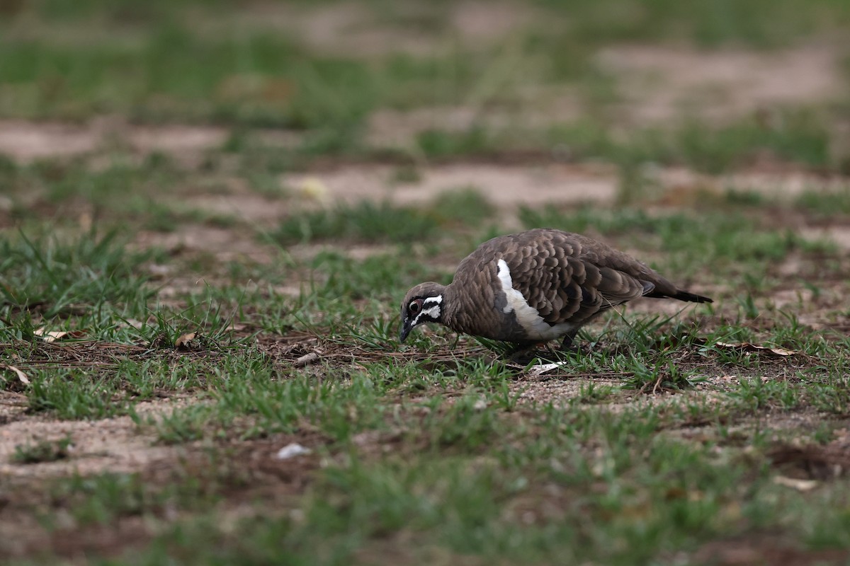 holub písmenkový - ML645983277