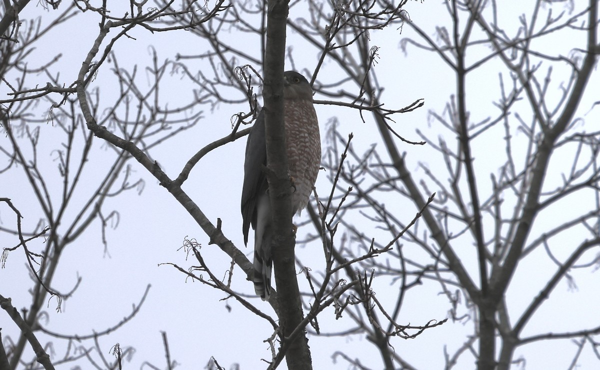 Gavilán de Cooper - ML645983281