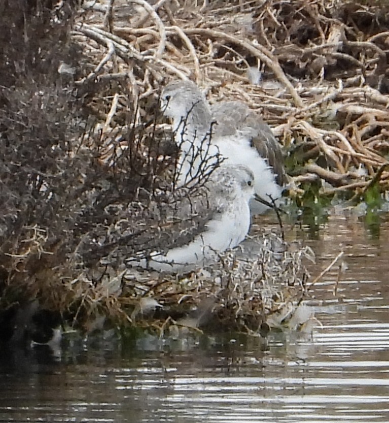 Marsh Sandpiper - ML645983295