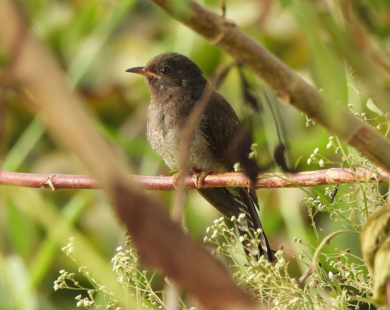 Gray-bellied Cuckoo - ML645983301