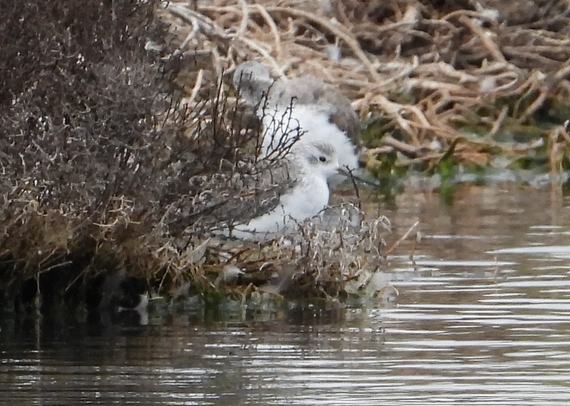 Marsh Sandpiper - ML645983302