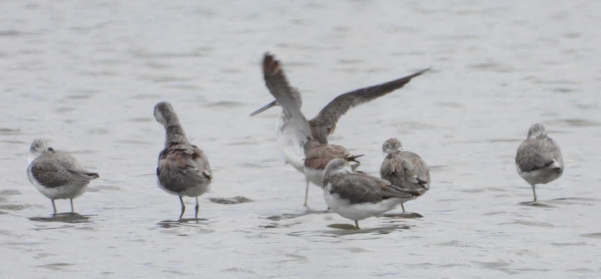 Common Greenshank - ML645983309