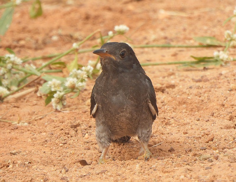 Gray-bellied Cuckoo - ML645983310