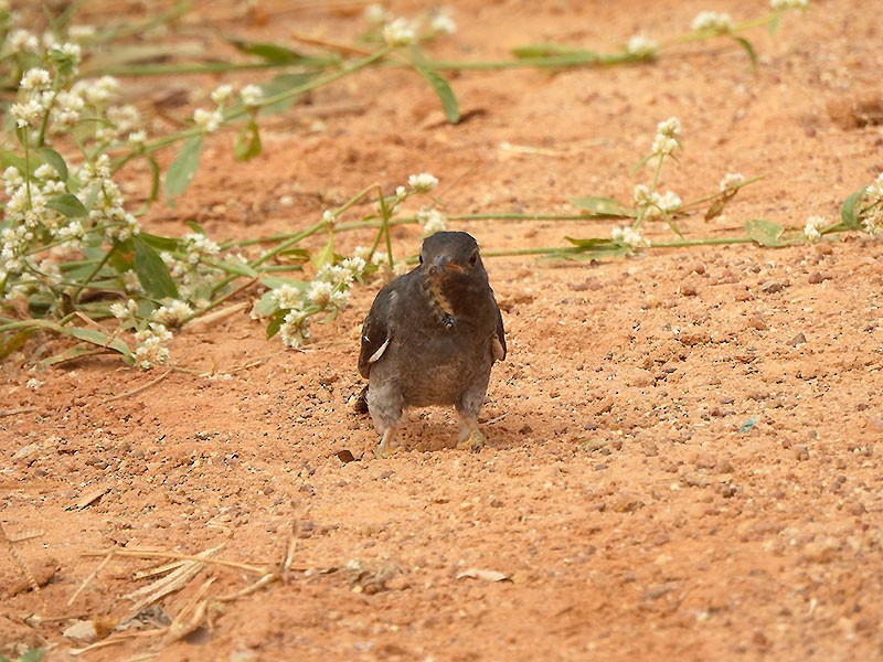 Gray-bellied Cuckoo - ML645983311