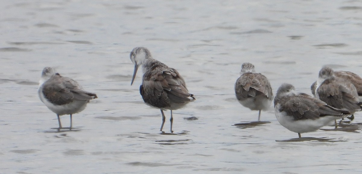 Common Greenshank - ML645983313